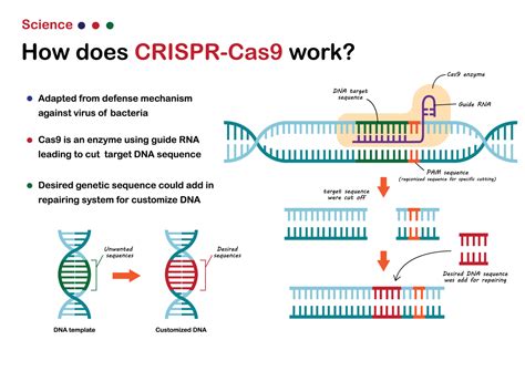 What Is Crispr Cas And How Does It Work Cas