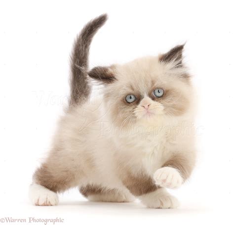 Persian Cross Kitten 9 Weeks Old Photo Wp49805