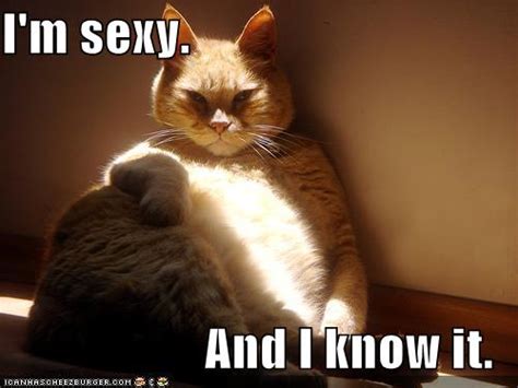Sexy And I Know It Quotes Quotesgram