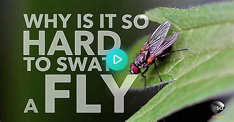 Why A Fly Is So Hard To Swat  On Imgur