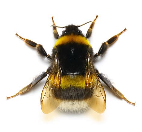 72000 Bumblebee Stock Photos Pictures And Royalty Free Images Istock