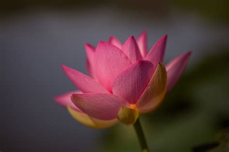 857138 4k Closeup Lotus Flower Pink Color Rare Gallery Hd Wallpapers