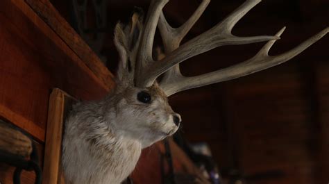 Are Jackalopes Real Myth Of The West Lives On In New Mexico