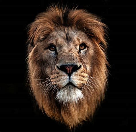 Royalty Free Lion Face Pictures Images And Stock Photos Istock