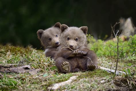 Spring Babies Bear Cubs Discovering The World Bébés Animaux