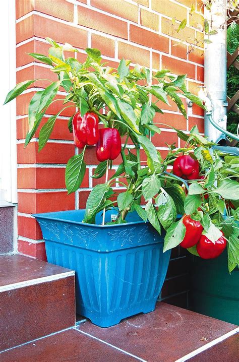 Oregano das südlandische mittelmeerkraut oregano erobert zunehmend auch die mitteleuropäischen gärten, balkone und terrassen. Gemüsegarten auf dem Balkon - Haus & Garten - RNZ