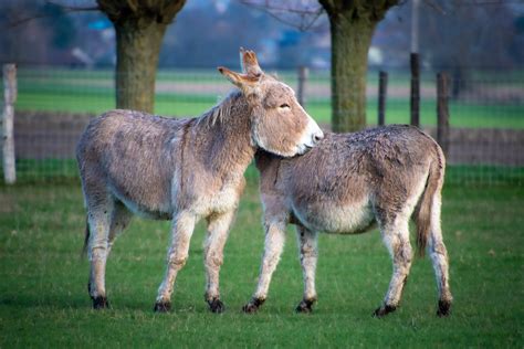 Donkey Free Stock Photo Public Domain Pictures