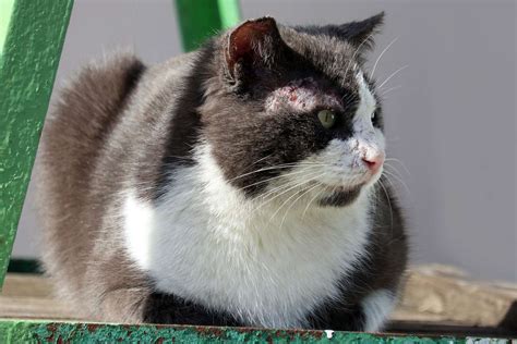 Feral Cat Scabies Treatment Solution By Surferpix