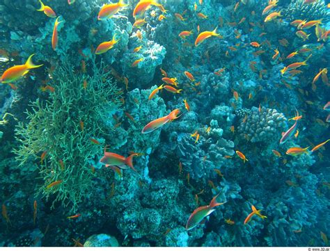 Warming Ocean Waters How It Impacts Fish And Marine Life