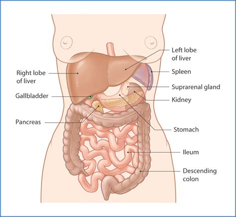 Abdominal Organs Basicmedical Key