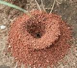 Vinegar And Baking Soda To Kill Fire Ants Images