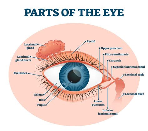 Eye Anatomy Lacrimal Gland Function And Dry Eye