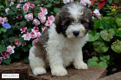 Extremely affectionate and inquisitive, the havapoo is a mix between a havanese and a miniature or toy poodle. 31 best images about Havapoo on Pinterest | Poodles ...