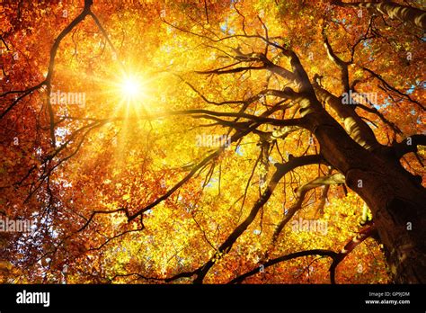 Herbstsonne Scheint Warm Durch Die Blätter Der Eine Majestätische Gold