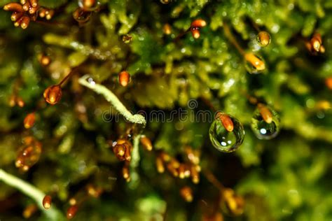 Moss Drops Macro Sphagnum Water Stock Photo Image Of Forest Flower