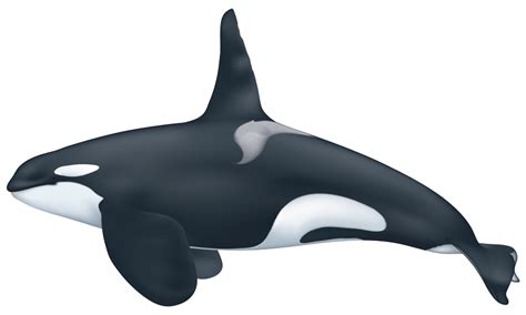 July 1 and december 31. Orca (Killer Whale)