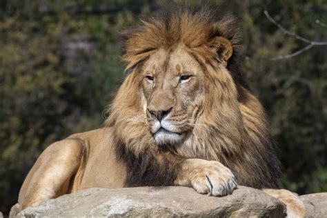 A Male African Lion Panthera Leo Resting At Sydney Zoo Stock Photo