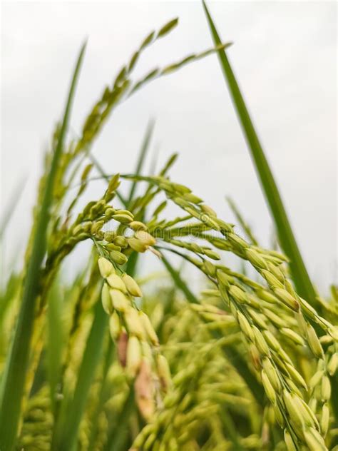 Close Up Of Golden Yellow Paddy Rice Field Harvesting Stock Photo