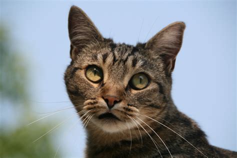 Fileeuropean Shorthair Cat Portrait Wikimedia Commons