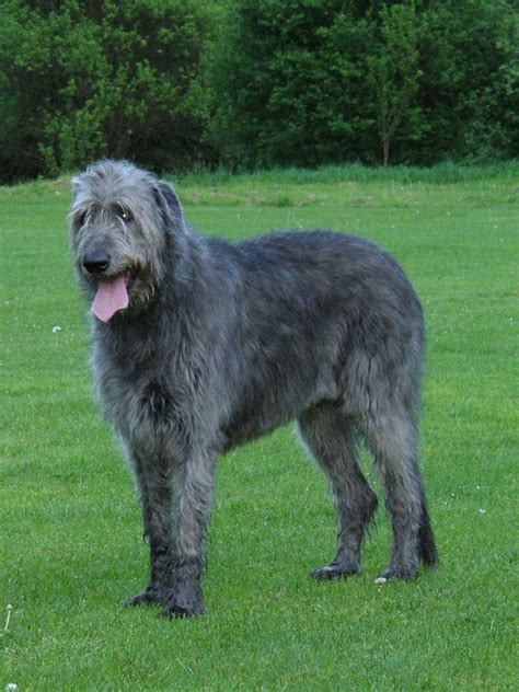 How Much Food Should You Feed Your Irish Wolfhound Celtics Tavern