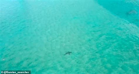 Shark Swims Along A Byron Bay Beach Among Surfers And Swimmers Daily