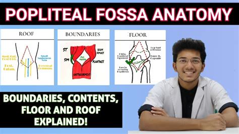 Popliteal Fossa Anatomy Boundaries Contents Roof Floor Medseed