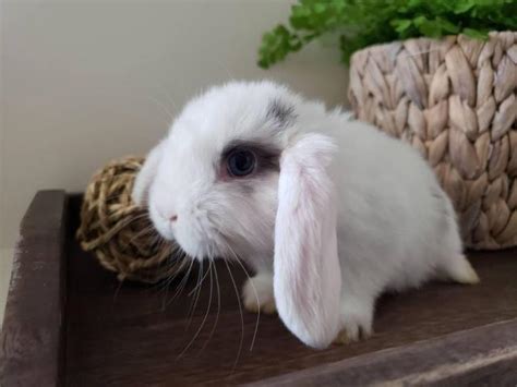 2 Purebred Holland Lop Baby Bunnies For Sale Roseville Bunnies For