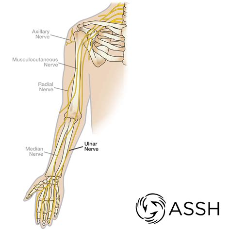 Body Anatomy Upper Extremity Nerves The Hand Society