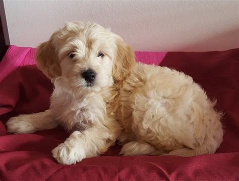 Choose state alabama arizona arkansas california colorado connecticut delaware georgia idaho plus, these classes offer some great opportunities to socialize a puppy. Goldendoodle puppy dog for sale in Arthur, Illinois