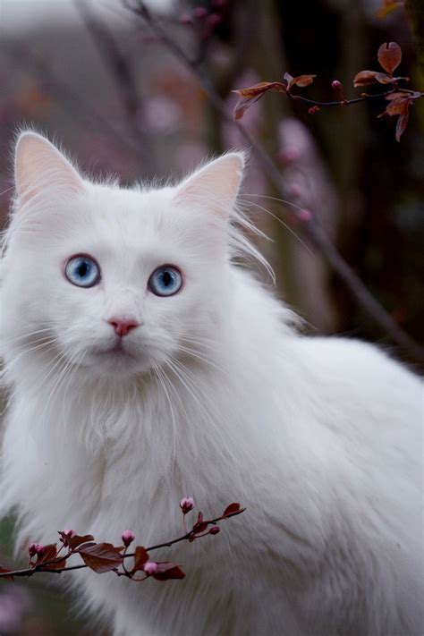Head Up My Love Beautiful White Cat Blue Eyes Animal