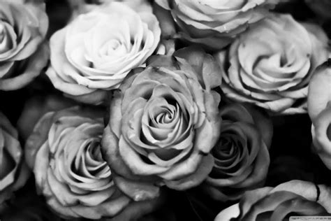 Black Roses Background ·① Wallpapertag