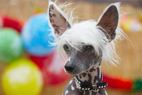 Chinese Crested Hairless And Poderpuff Dogs Stock Image Image Of