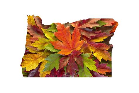 Oregon Maple Leaves Mixed Fall Colors Background