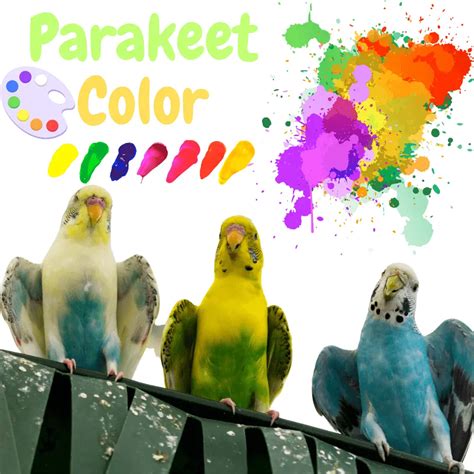Parakeet Color Budgie Parakeet Colors Varieties Mutations Genetics