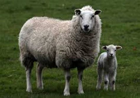 10 Interesting Sheep Facts My Interesting Facts