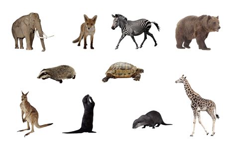 Collection Of Wild Animals Png Pluspng