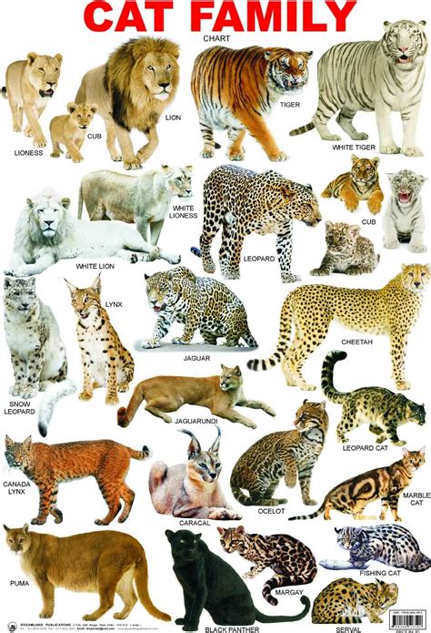 Pin By Irina Tsoy On Unİversalmixture Cat Breeds Chart Animals Wild