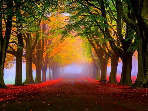 Autumn Fall Trees Fog Foliage Nature Scenery Wallpaper Preview