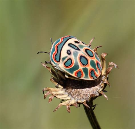 Top 17 Most Beautiful And Most Amazing Insects And Bugs In The World