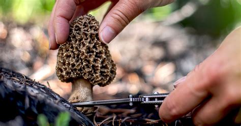 How To Find Morels For A Delicious And Safe Mushroom Feast Morel