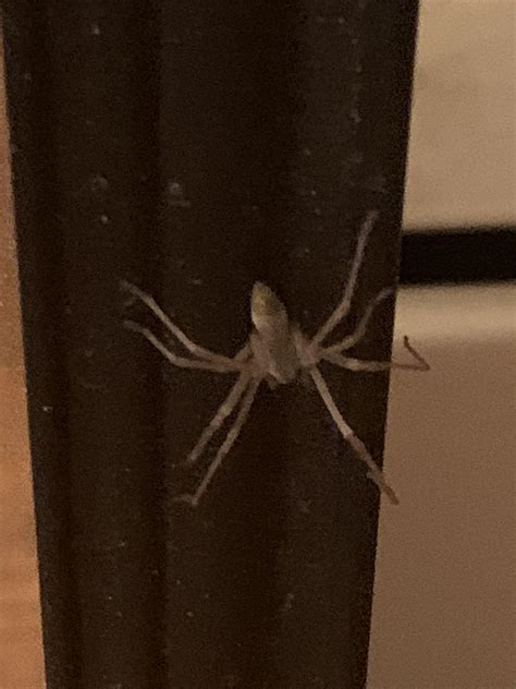 Can Someone Identify This Spider Crawling Up A Wall In The New York