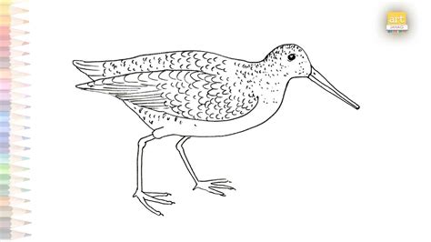Snipe Bird Drawing Easy How To Draw Snipe Bird Step By Step Easy