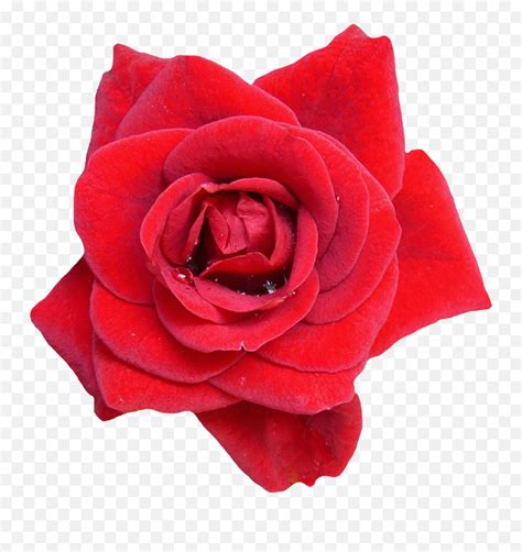 Rose Flower Images Hd Png Rose Png Image Pngpix Red Rose Flower My Xxx Hot Girl