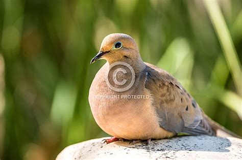 Desert Dove Wildlife Reference Photos For Artists