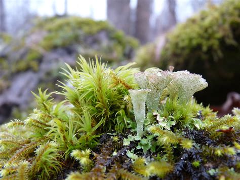 It is located at an elevation of 2,750 metres. WiseAcre Gardens » Blog Archive » March Moss
