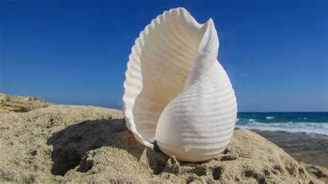 Free Images Beach Sea Nature Sand Summer Material Shell Invertebrate Seashell Conch
