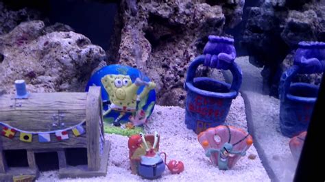 Spongebob Fish Reef Tank Just Finished Cycle Youtube