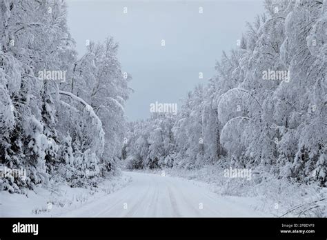 Alaskan Backroads After A Fresh Coat Of Snow Blankets The Forest To