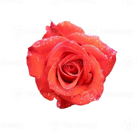 Red Rose Close Up Isolated 10634211 Stock Photo At Vecteezy