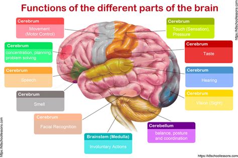 Different Parts Of Brain And Functions Human Anatomy
